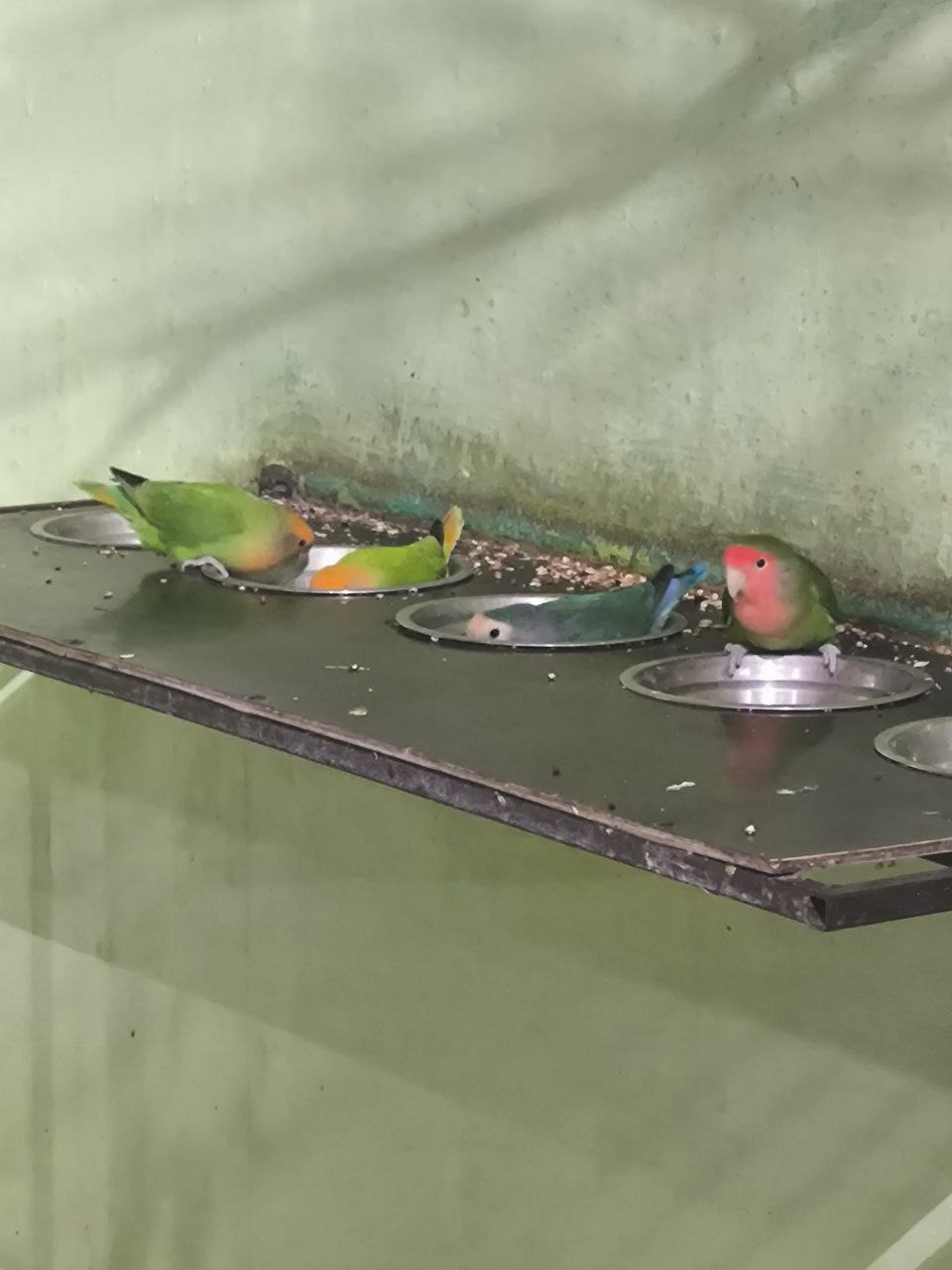 Неразлучники