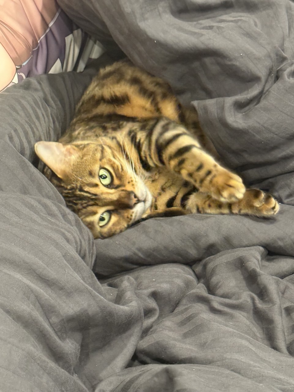 Бенгальская