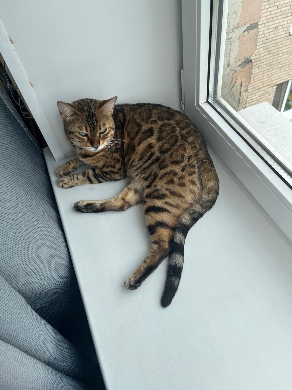 Бенгальская кошка