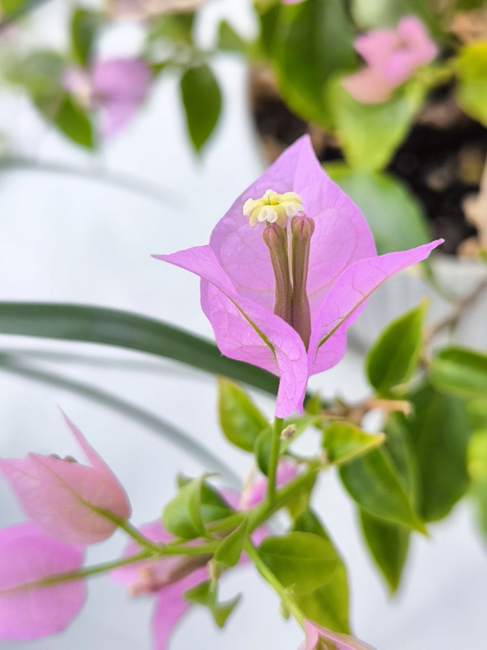 Бугенвиллея