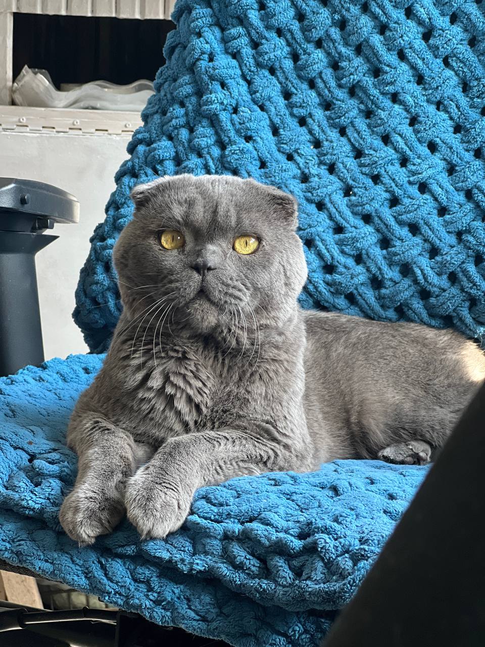 Британская короткошерстная