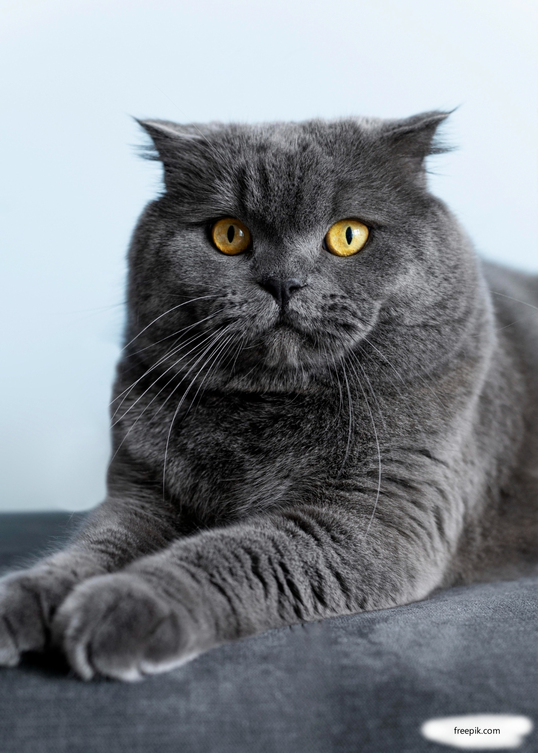 Британская короткошерстная