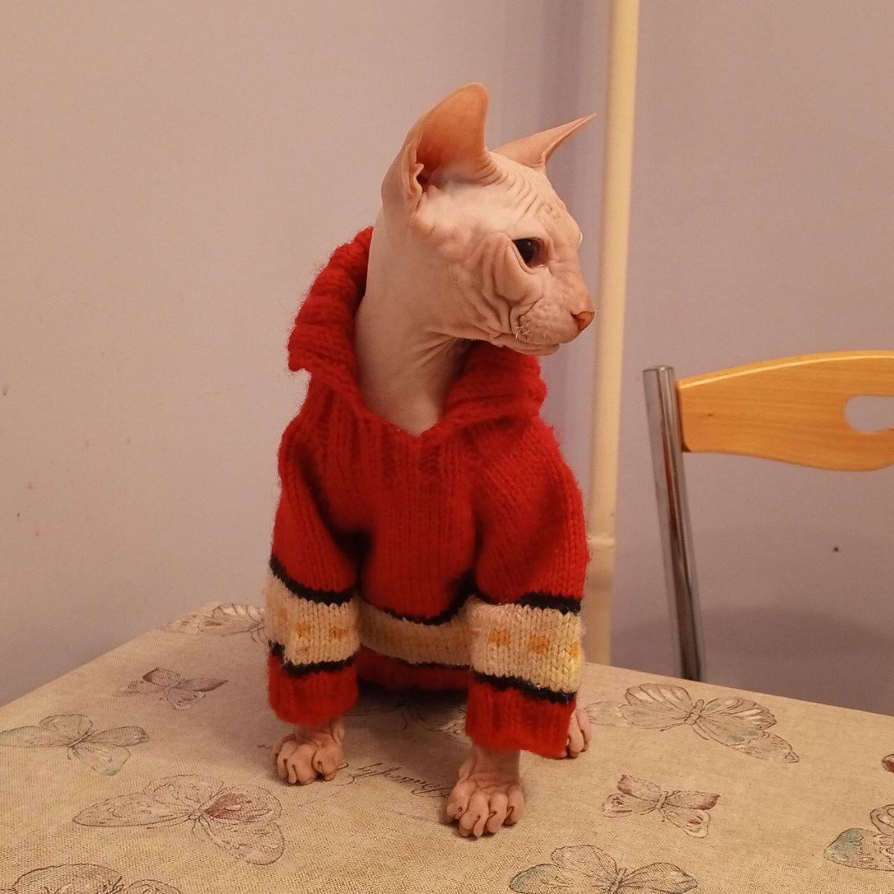 Донской сфинкс