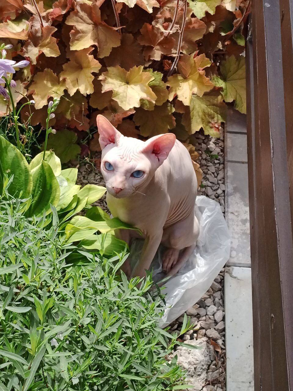 Донской сфинкс