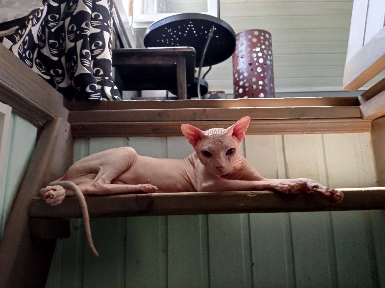 Донской сфинкс