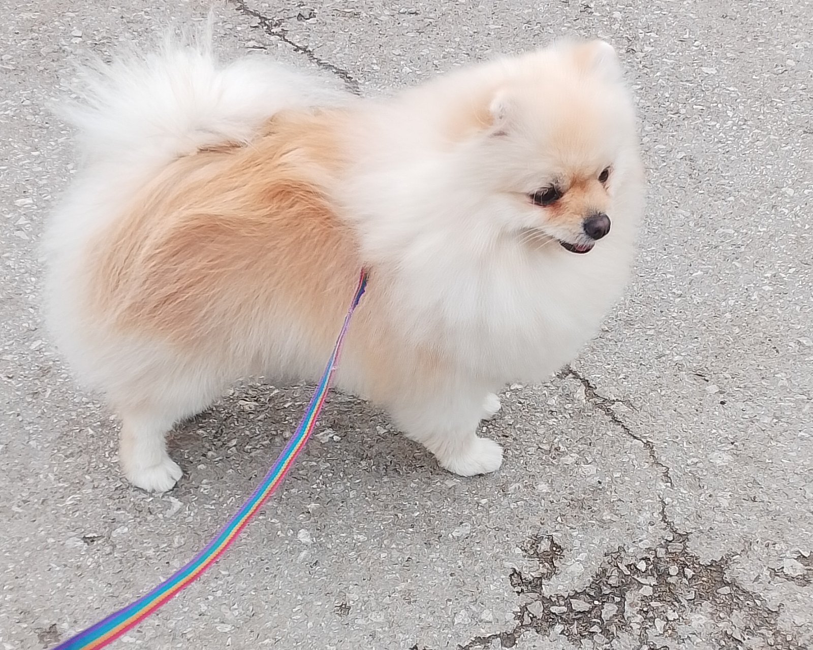 Немецкий шпиц