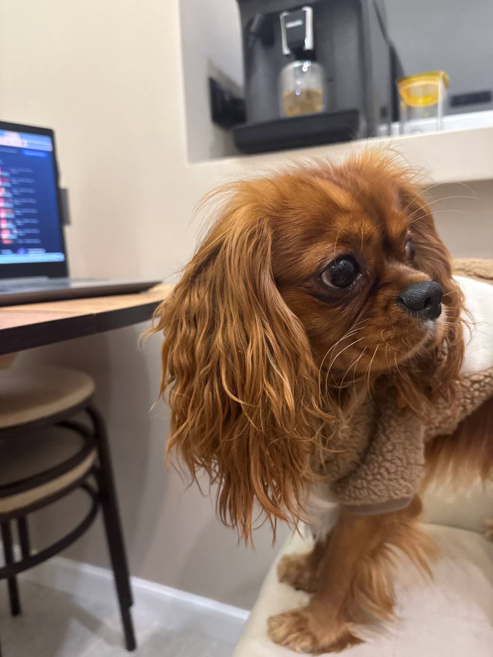 Кавалер-кинг-чарльз-спаниель