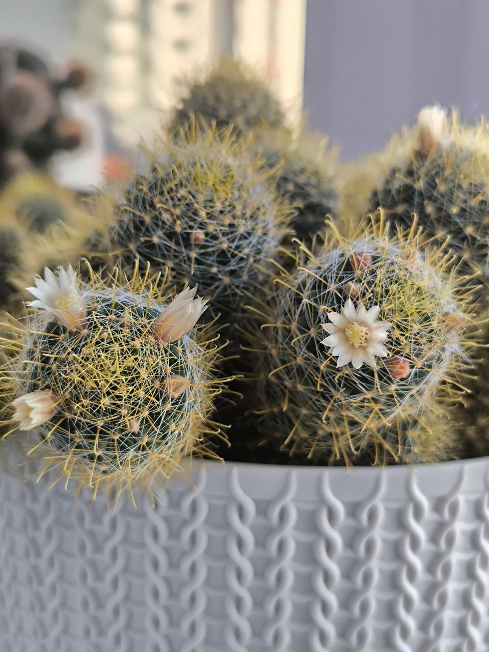 Маммиллярия