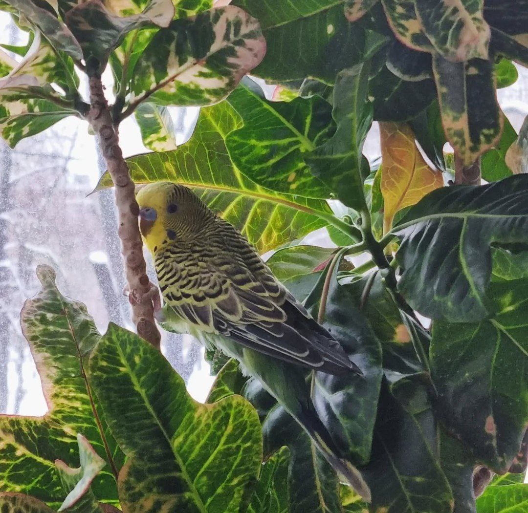 Волнистый попугай