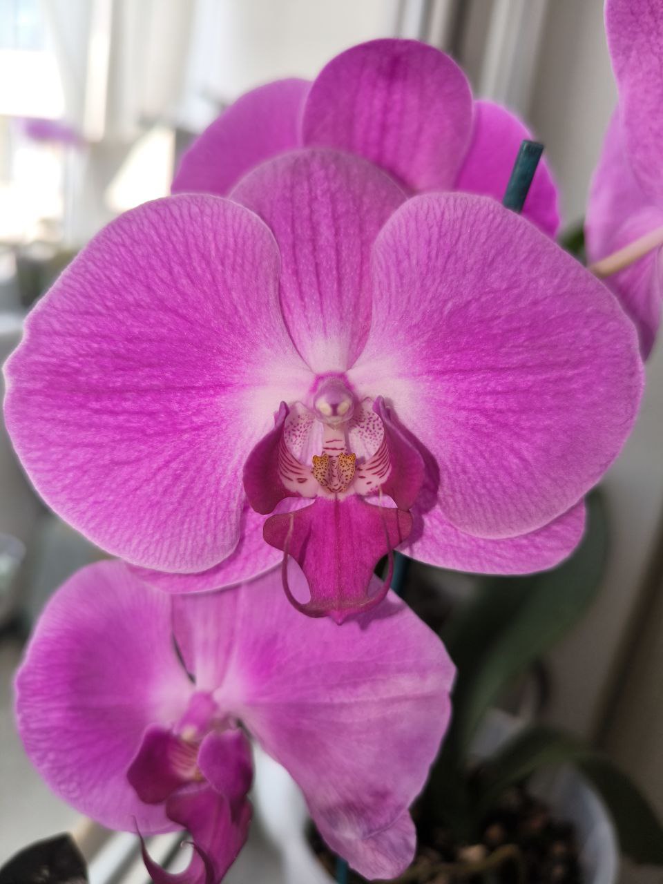 Фаленопсис