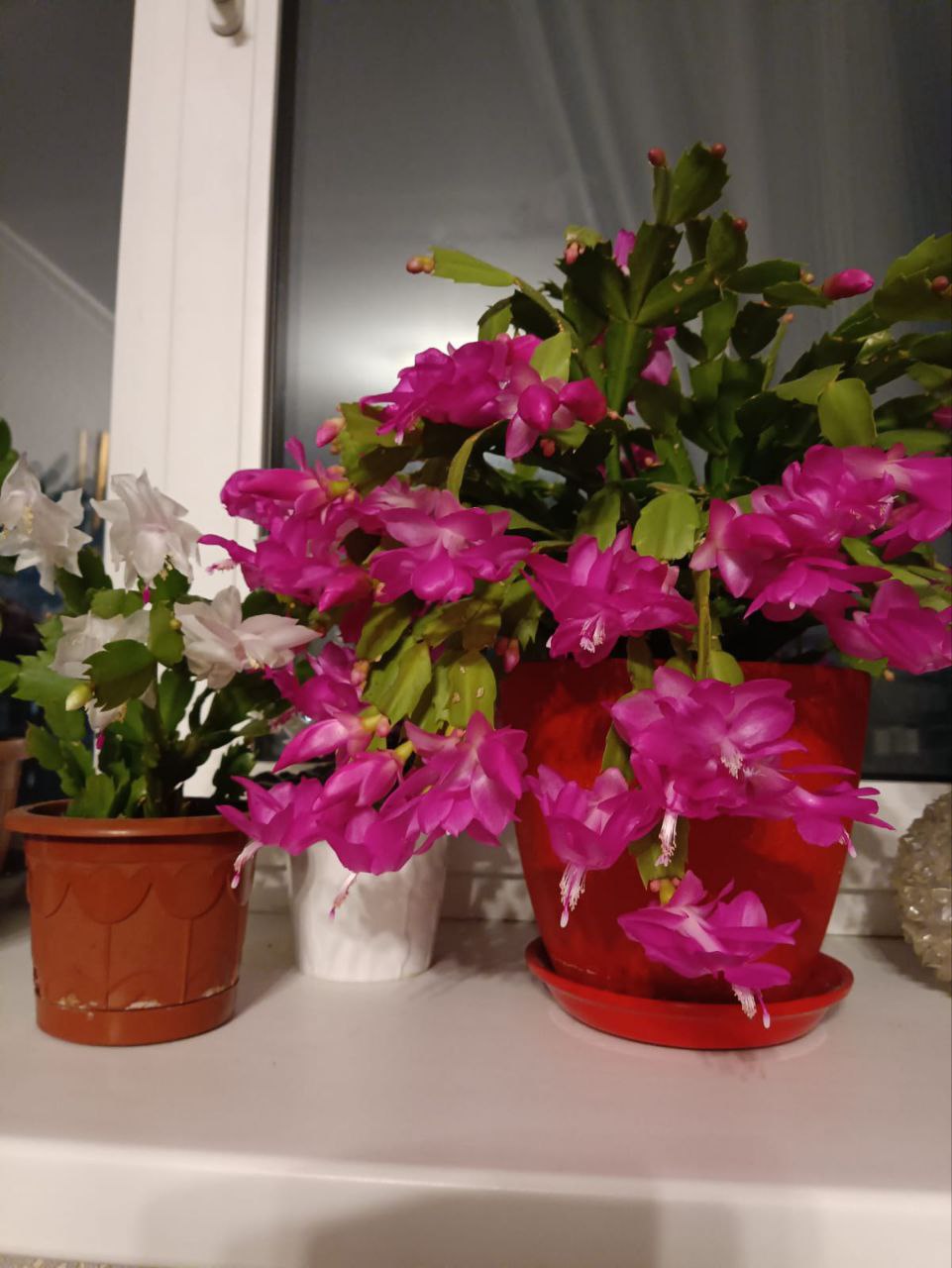 Шлюмбергера (Декабрист)