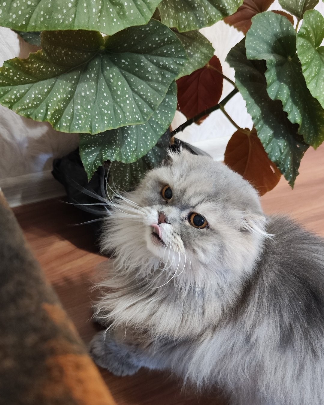 Шотландская вислоухая