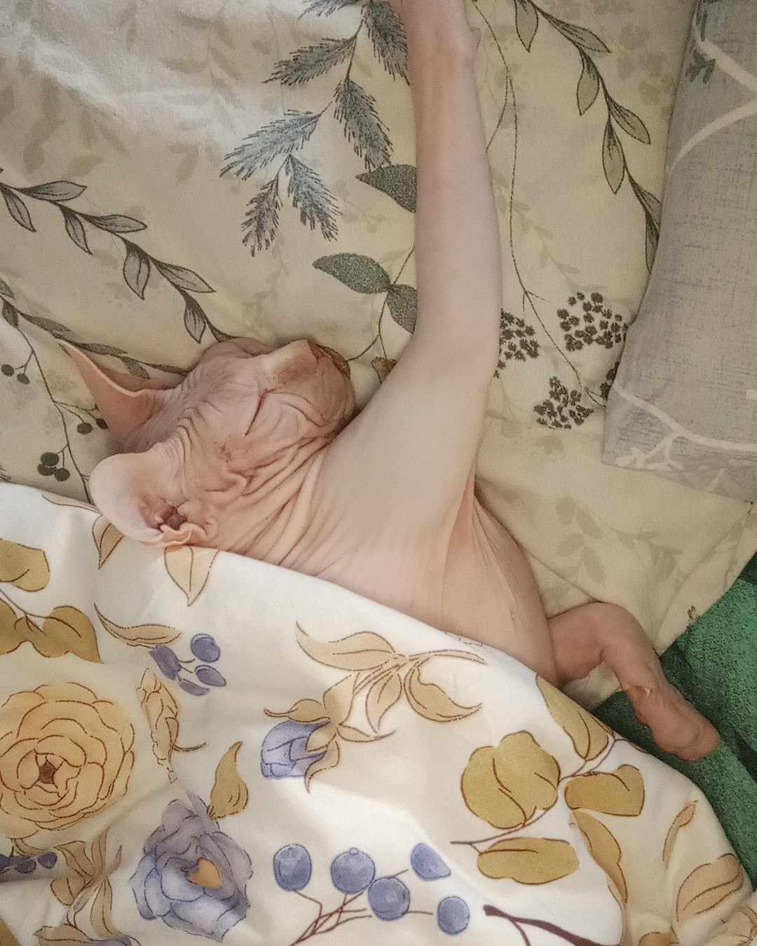 Сфинкс
