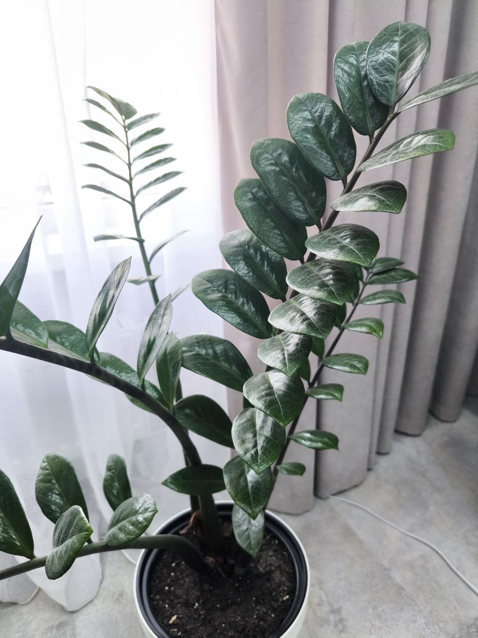 Замиокулькас