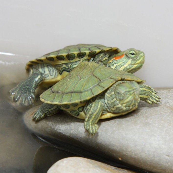 Тина и Даша