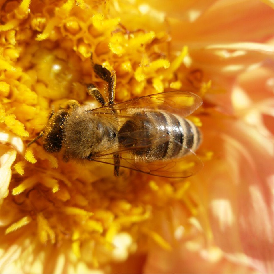 Пчелы