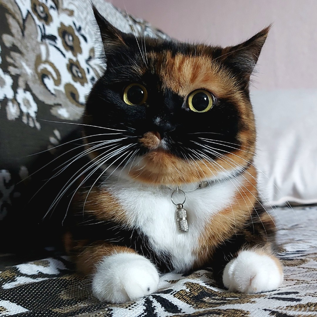 Пискля 😼