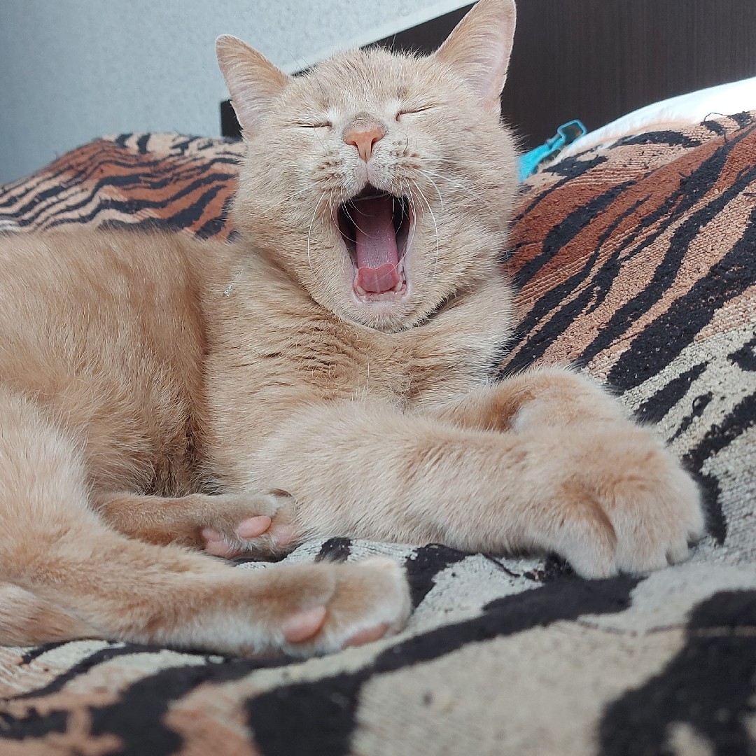 Бася 🐈