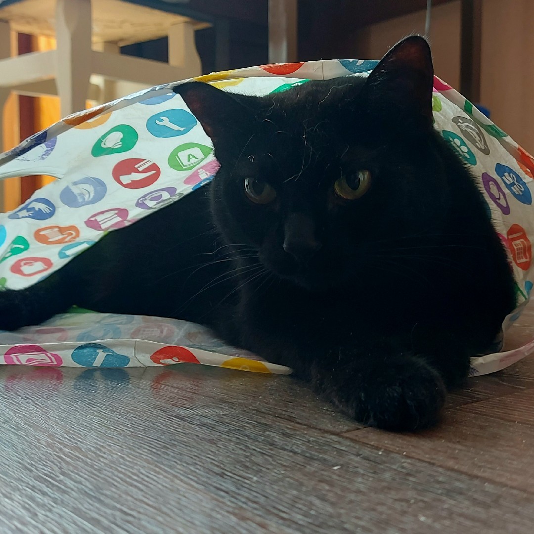 Джили 🐈‍⬛
