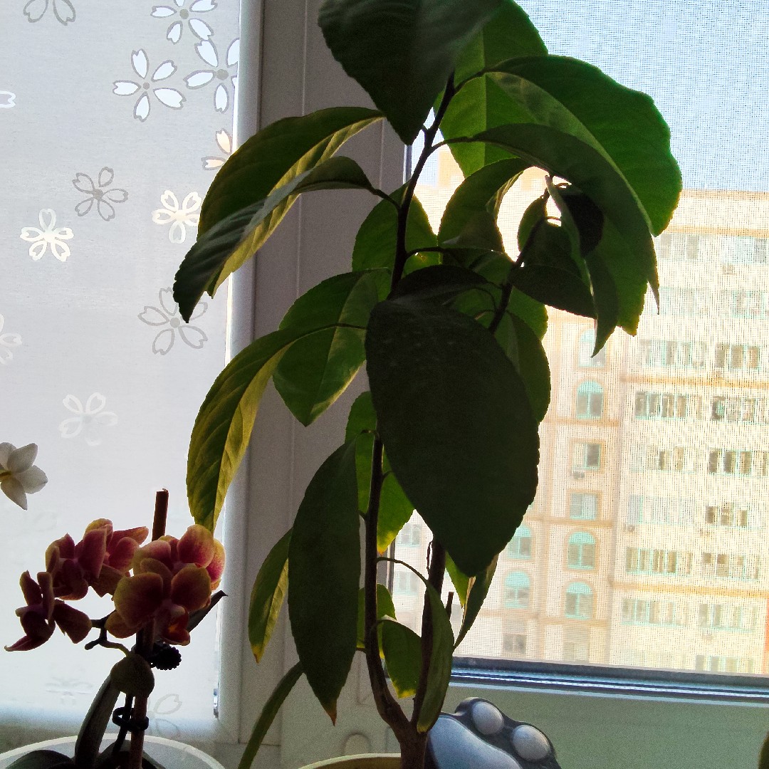 Апельсинка