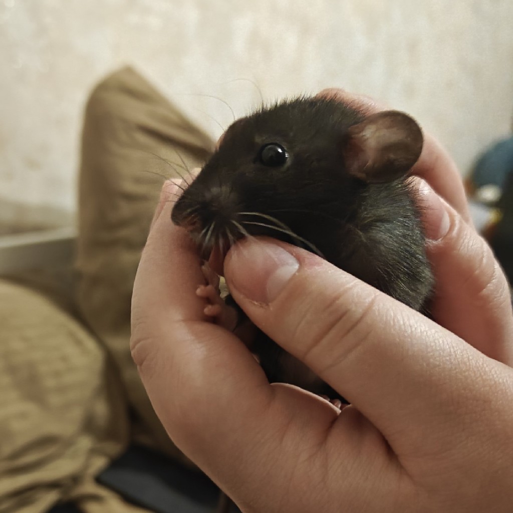 Джаспер
