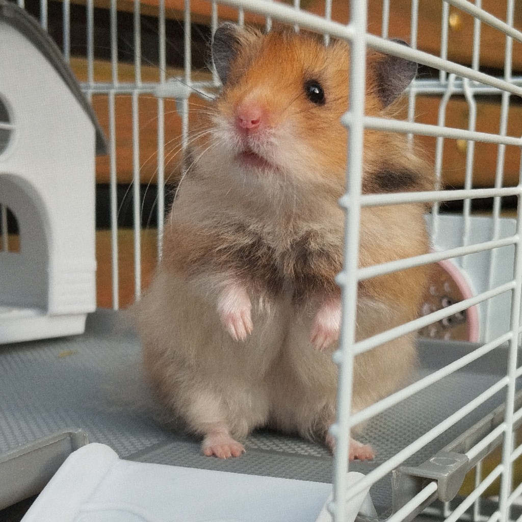 Персей