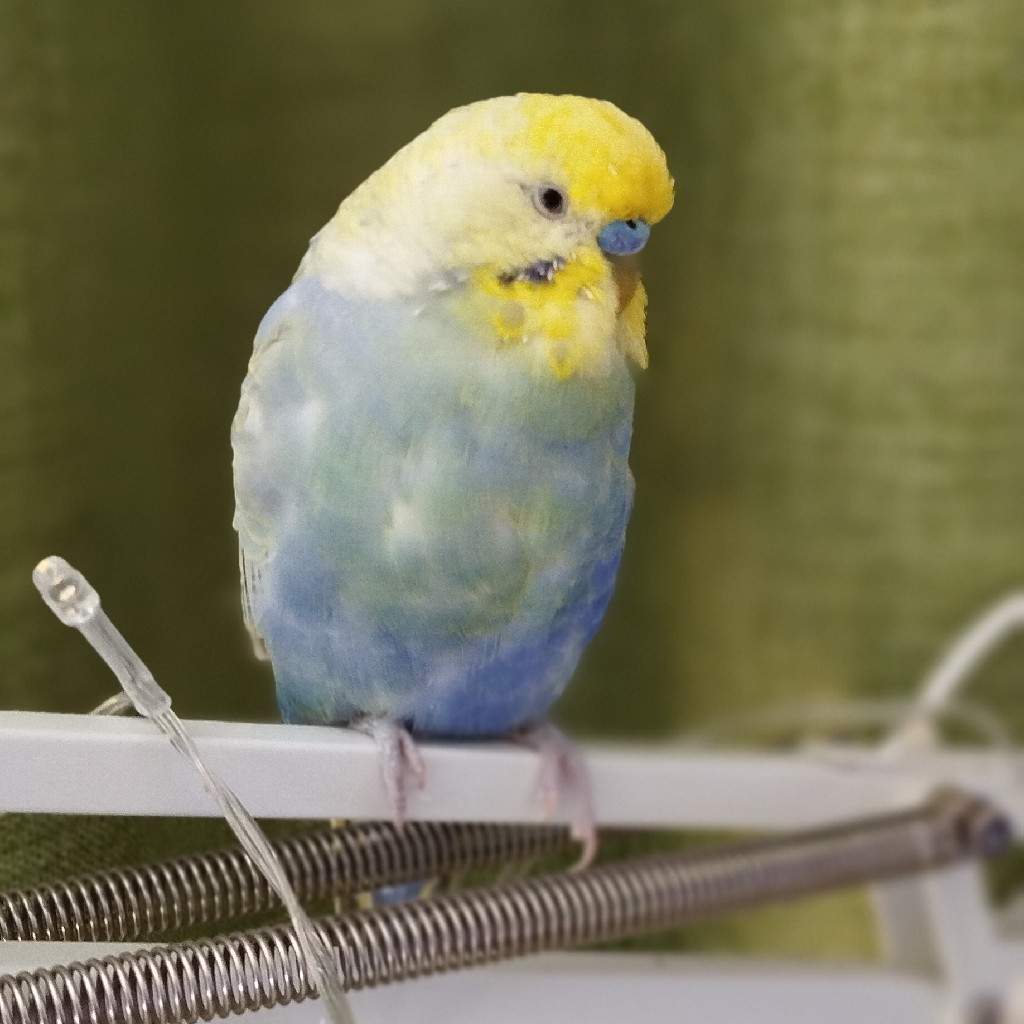 Мика
