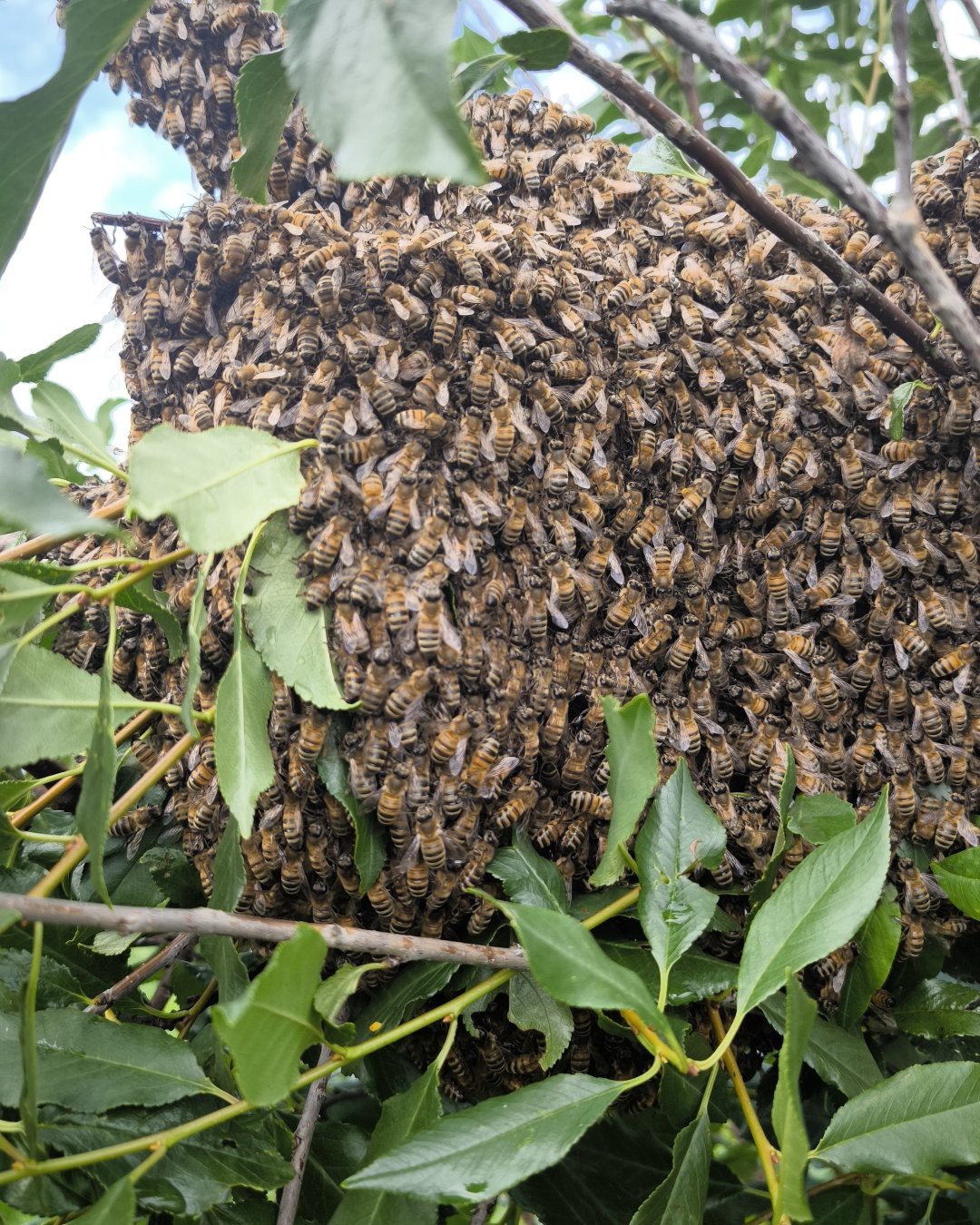 Фото Пчелы. Bee or not top bee. Когда питомцы делятся, но от это их больше :)