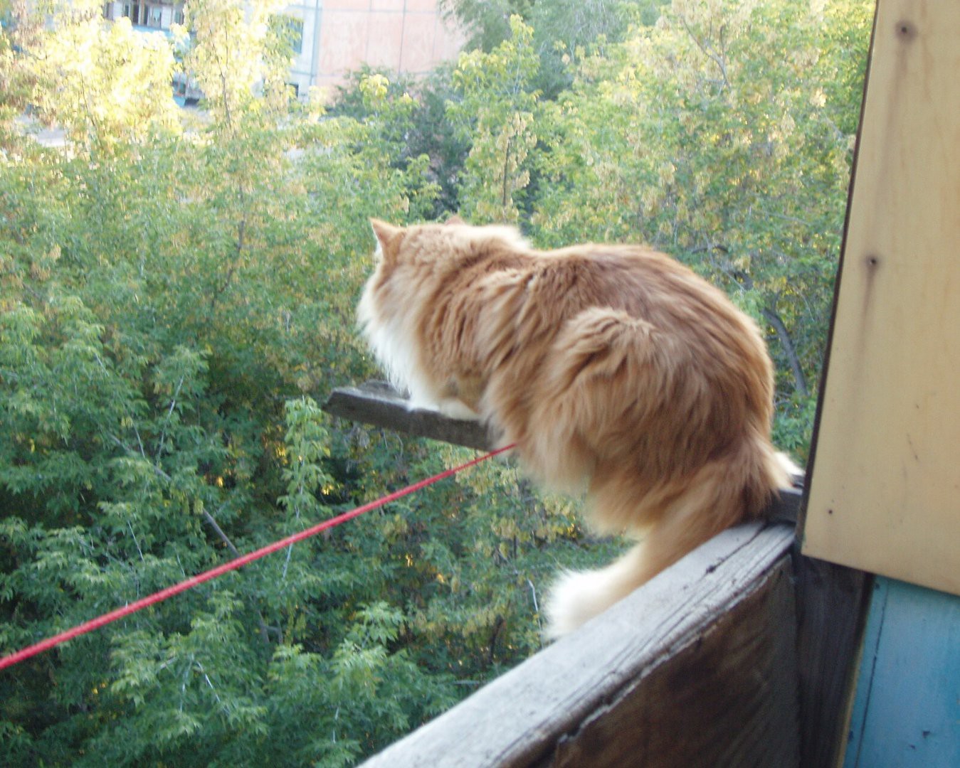 Кошки. Сибирская — Коты жидкость. Но баланс держать умеют