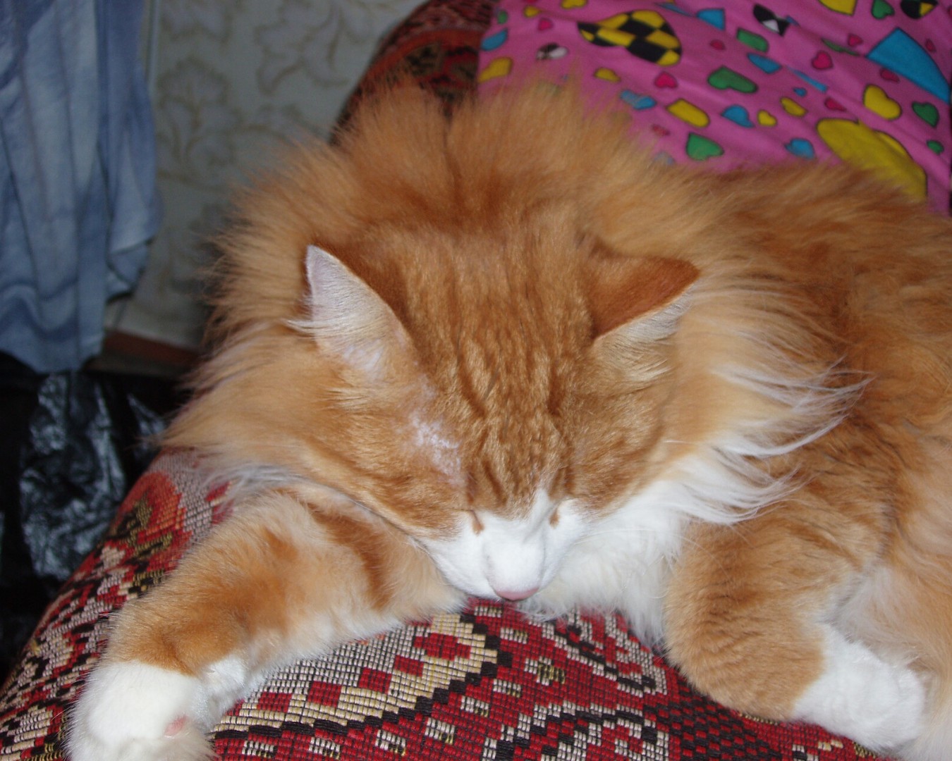 Фото Кошки. Коты жидкость. Но баланс держать умеют