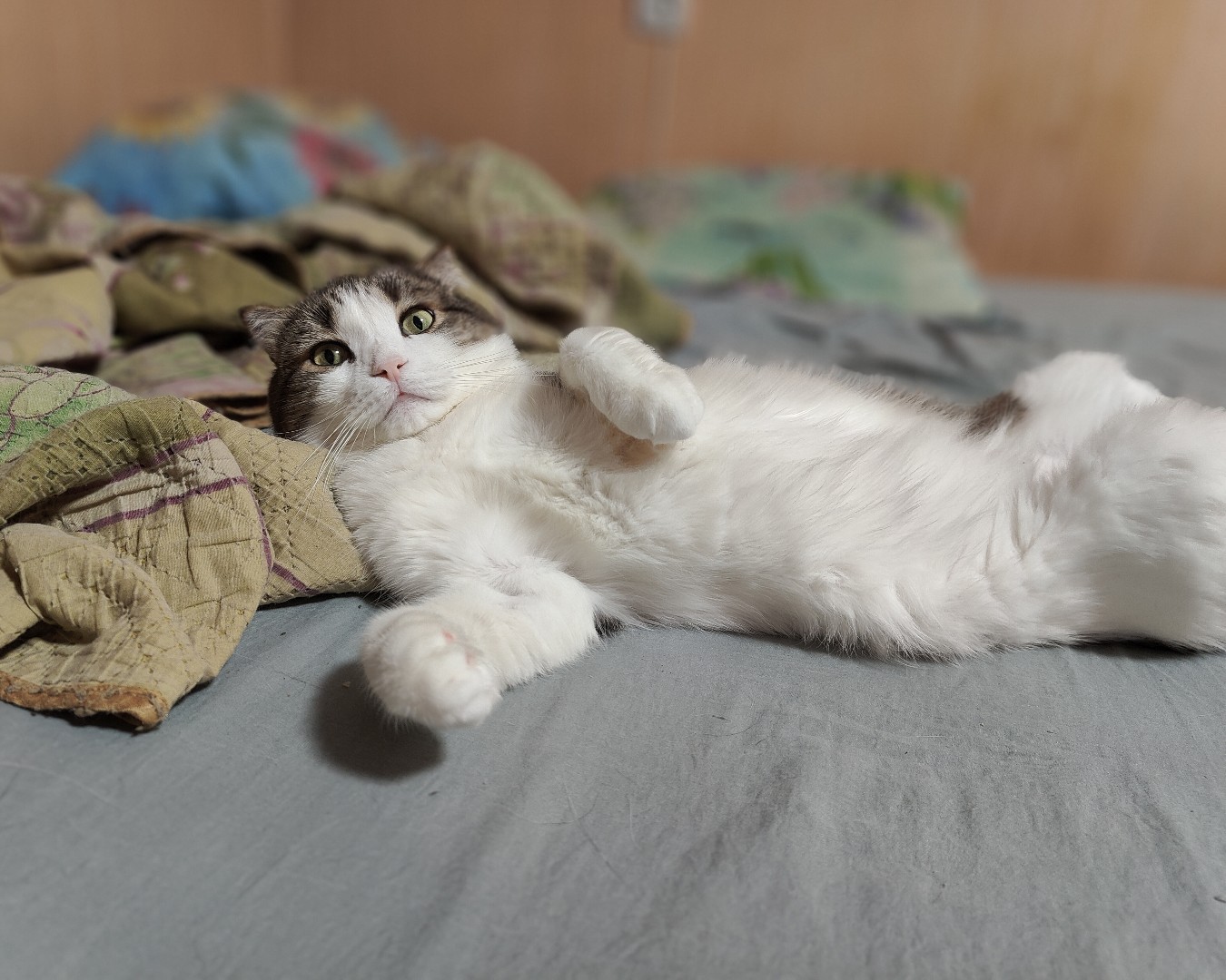 Фото Кошки, Шотландская вислоухая. Кошачий релакс:)