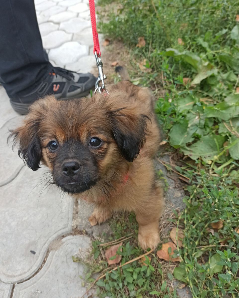 Собаки — 🐶🐶🐶🐶🐶