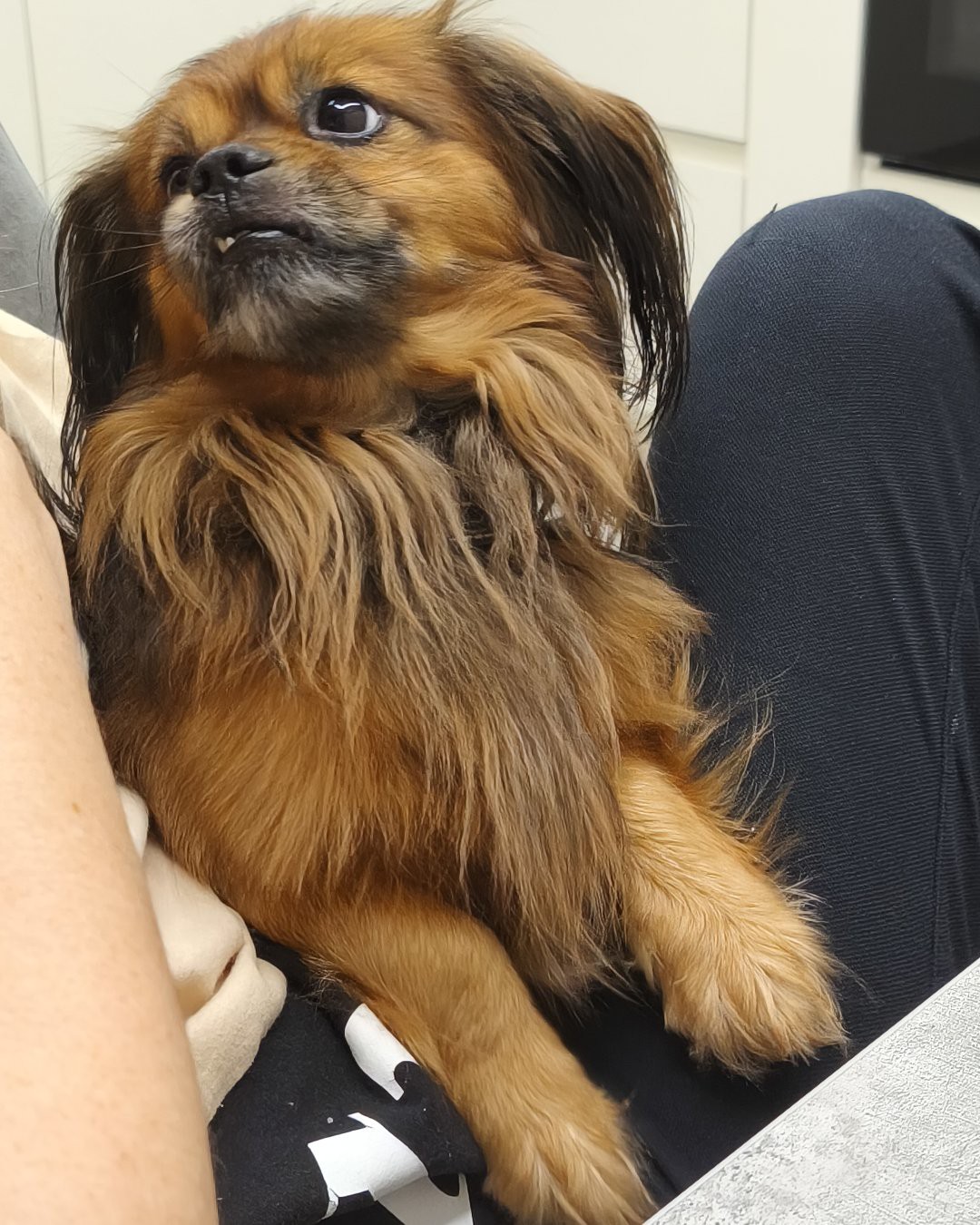 Собаки — 🐶🐶🐶🐶🐶