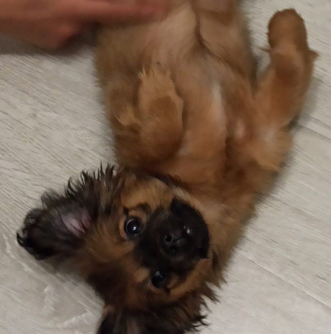 Собаки — 🐶🐶🐶🐶🐶