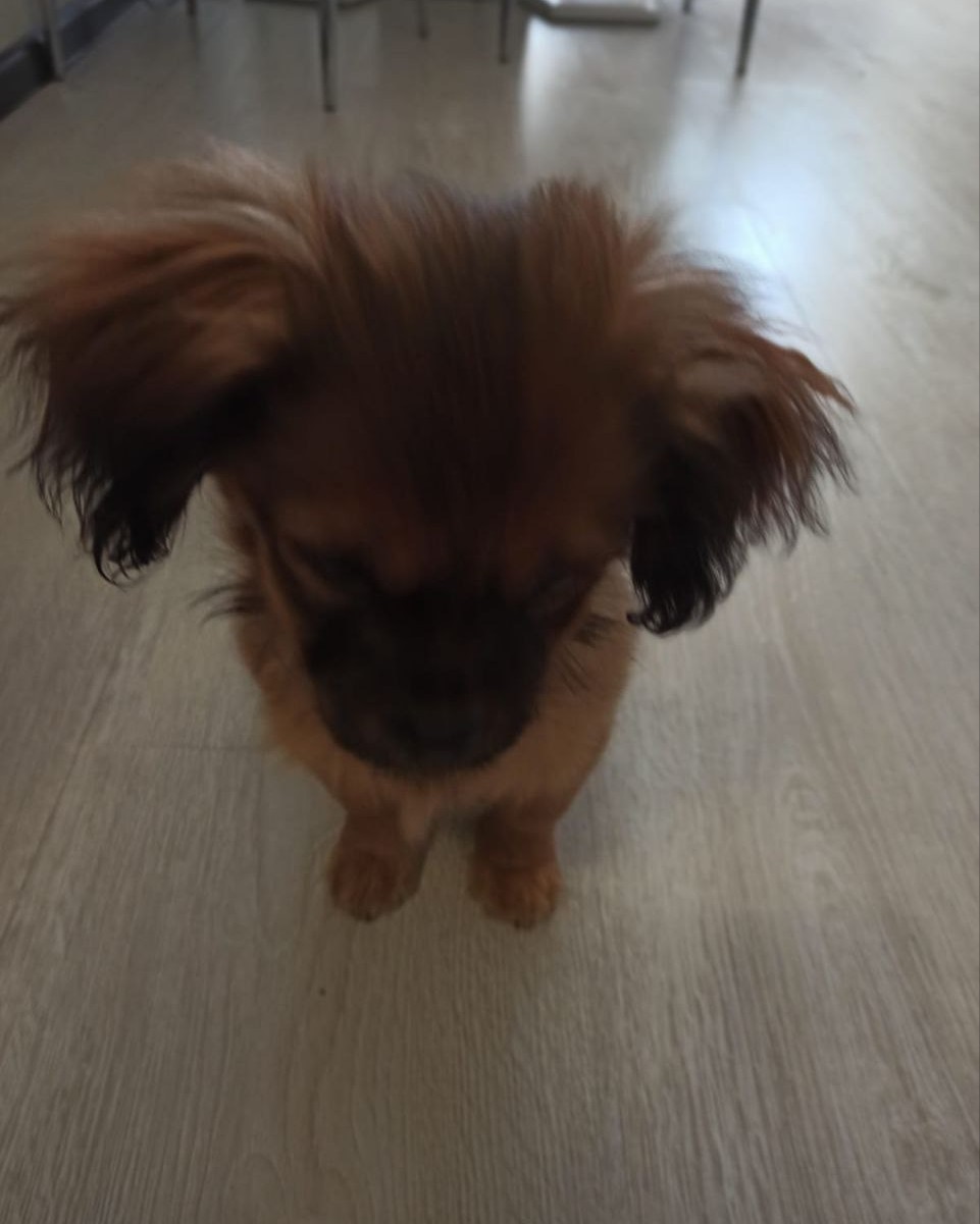 Собаки — 🐶🐶🐶🐶🐶