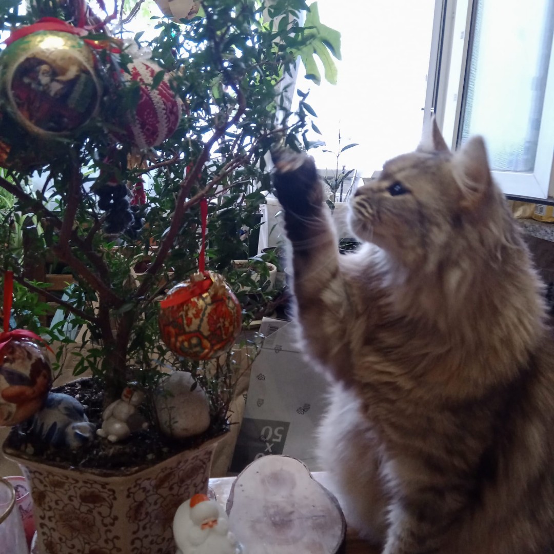 Кошки. Сибирская — Альтернативная ëлочка для кошки 🎄🙃\nИгрушки можно сбивать и играть в них, они пластиковые, не бьются 😄