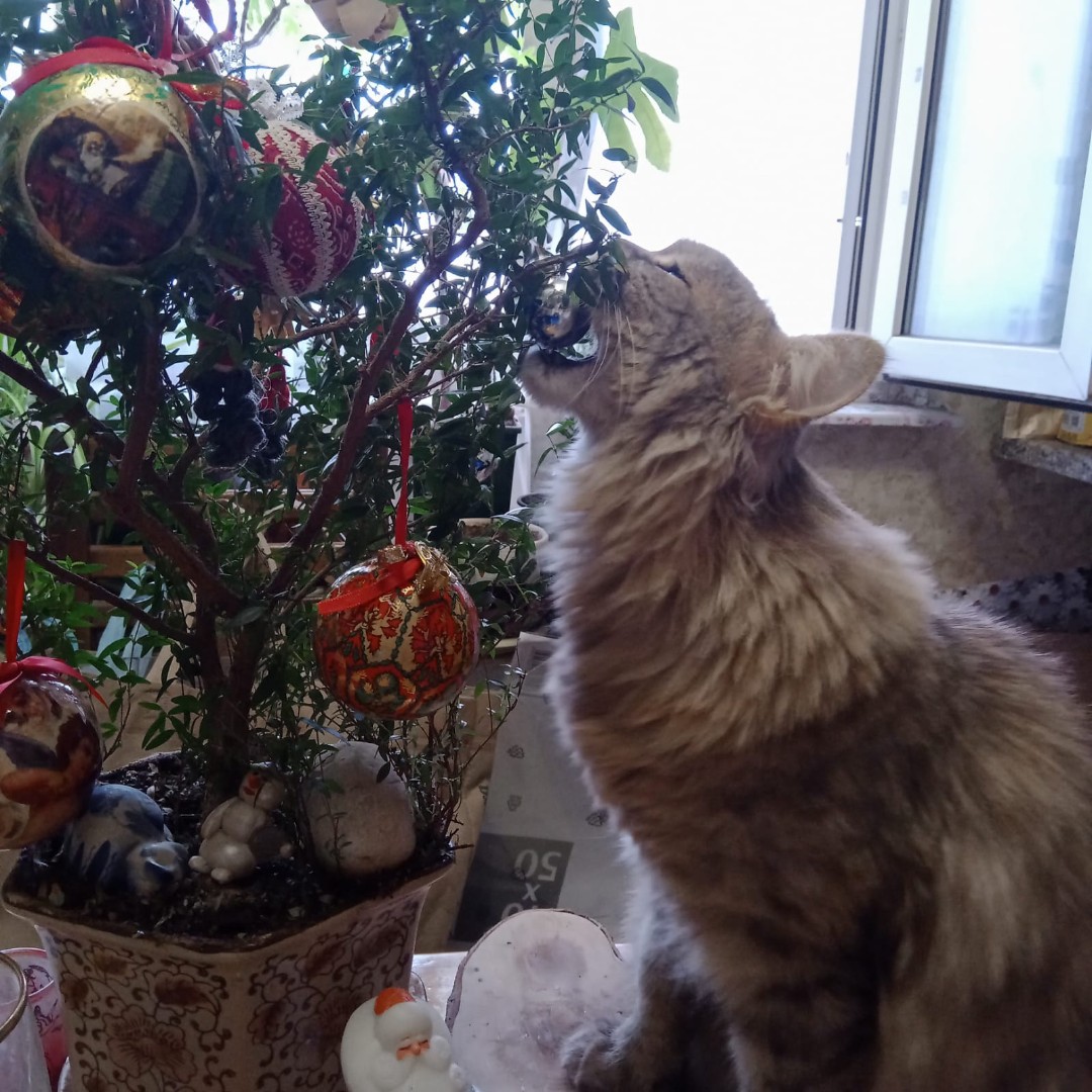 Фото Кошки, Сибирская. Альтернативная ëлочка для кошки 🎄🙃\nИгрушки можно сбивать и играть в них, они пластиковые, не бьются 😄