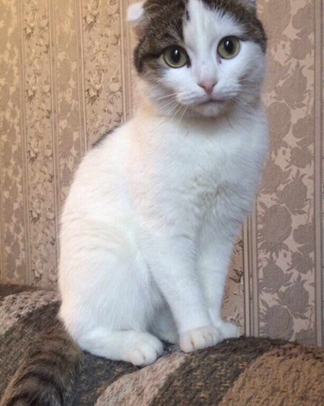 Кошки. Шотландская вислоухая — Нашел немного архивных фото кису, его мама-кошка и собственно он сам, ушки почти што выпрямились. \nИзначально когда пришли за котёнком хотели взять кошку (хозяйка уверяла что это так), но через пару месяцев получился кот🐈 с "крылышками" на спине. Разочаровался ли- ничуть.