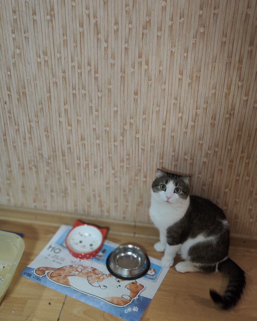 Фото Кошки, Шотландская вислоухая. Взгляд, полный надежд 🐱