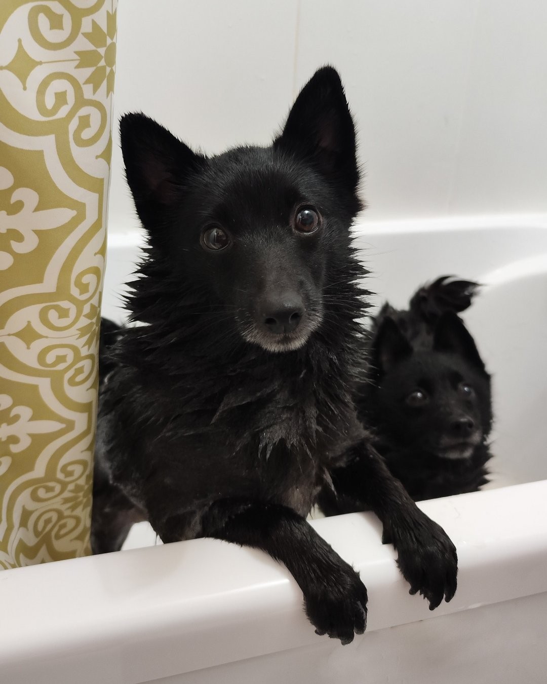 Фото Собаки. Терли свинки друг другу спинки 🛁