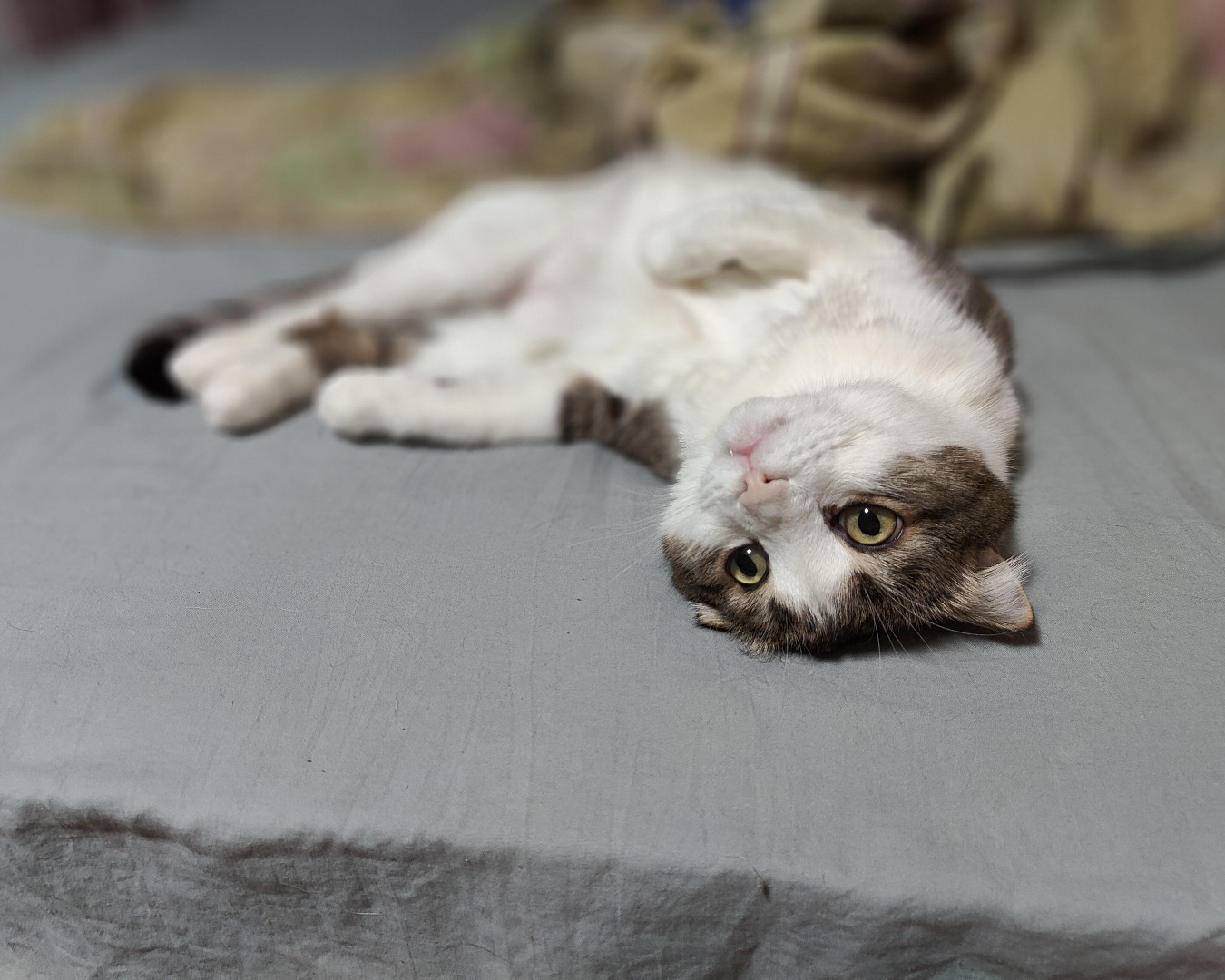 Фото Кошки. Мы наблюдаем 🐱