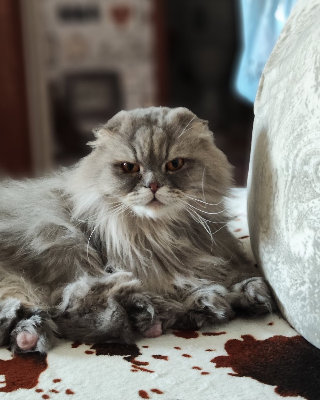 Фото Кошки. Что за лев этот тигр! 🐅