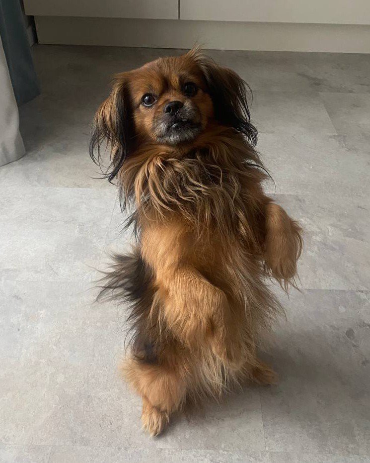 Собаки — 🐶🐶