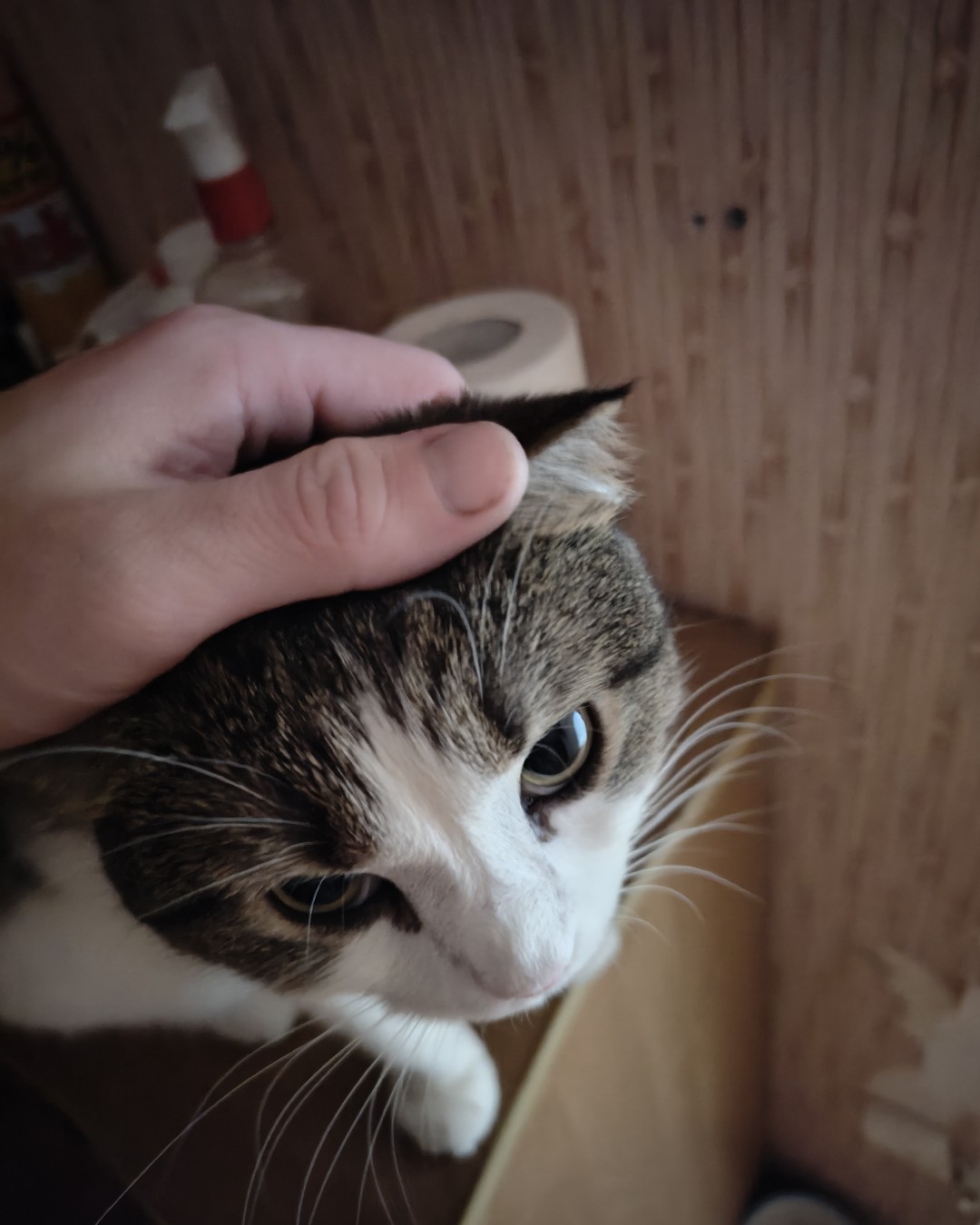 Фото Кошки. -Погладил? 🐈 \n-А теперь корми!