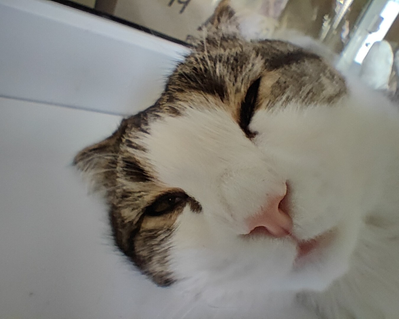 Фото Кошки. Спонтанное фото,- отдых на тёплом подоконнике 🐱