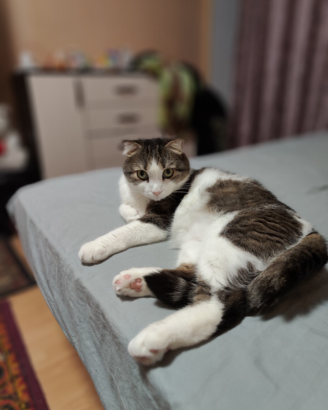Фото Кошки, Шотландская вислоухая. Мяу 🐱