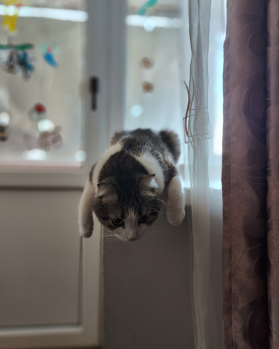 Фото Кошки. С добрым утром 🐱