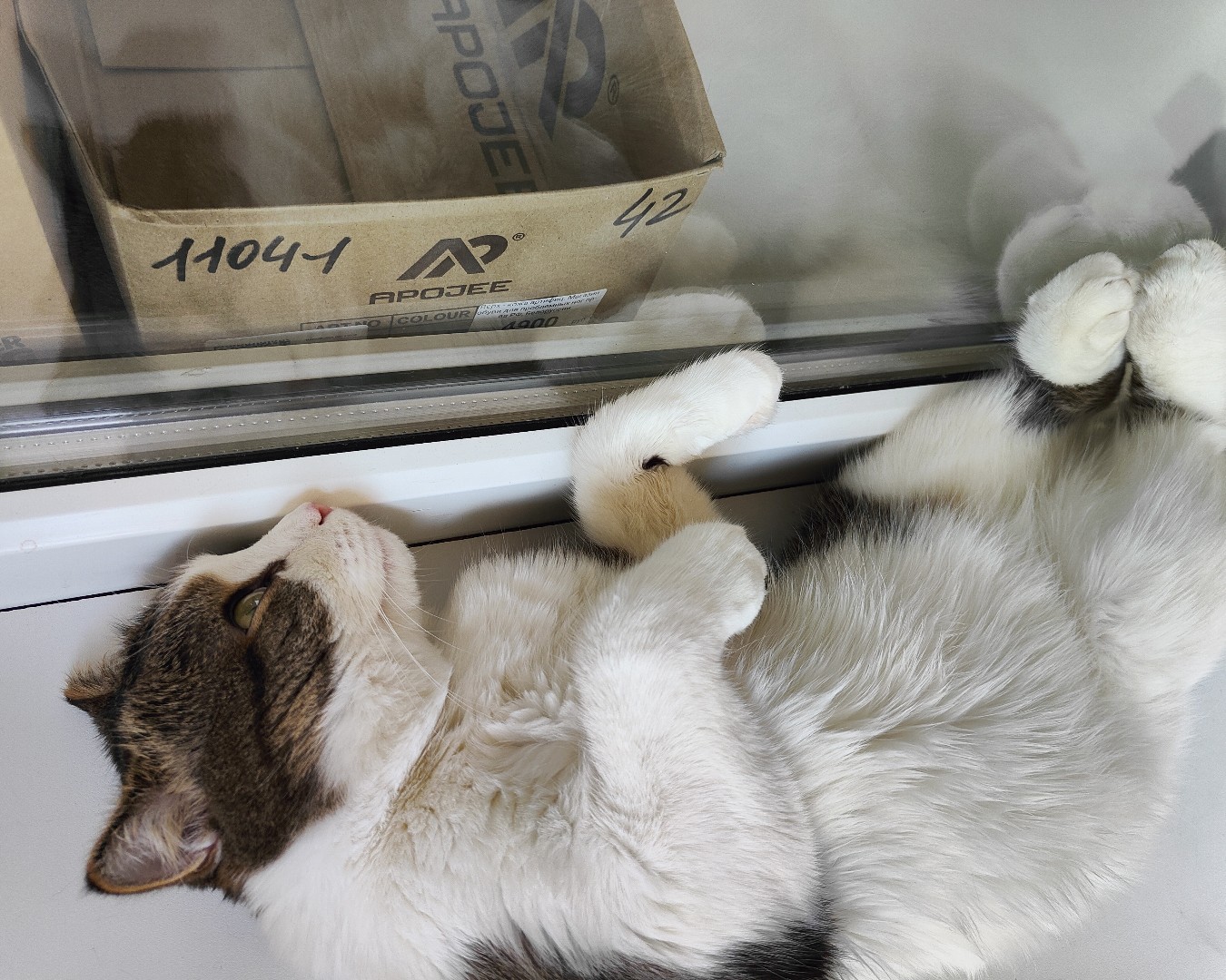 Фото Кошки. Столько интересного за окном, а вставать не охото 🐱