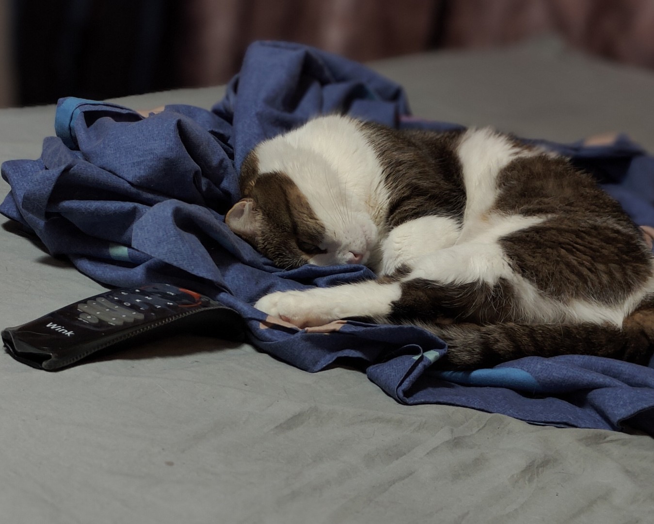Фото Кошки. Подглядывает 😶‍🌫️🐱
