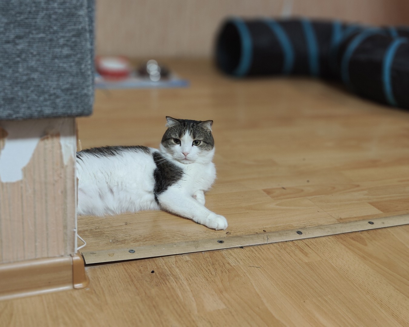 Фото Кошки. Наблюдательный пост 🐱